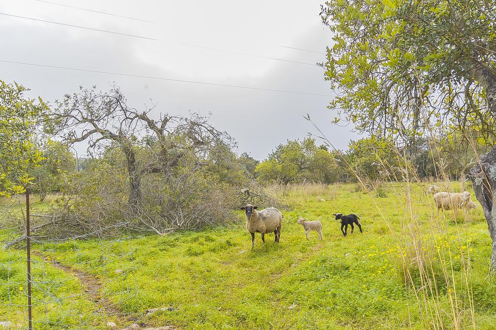 Finca Puig Santa Magdalena Экстерьер фото